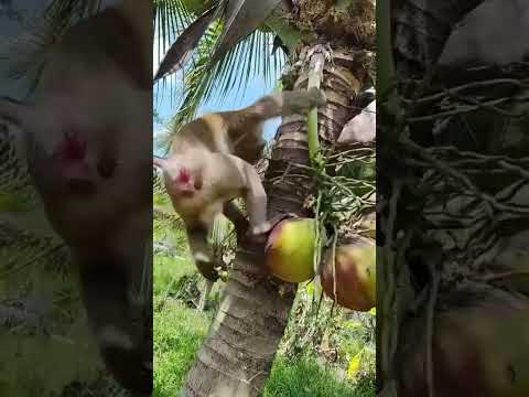 Macaco catador de côcos.