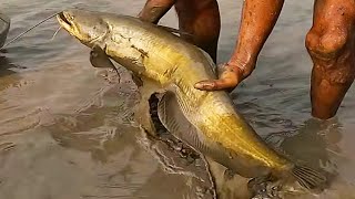 Best Catfish Catching Video 2025 -  Big Bowal Fishing With Hand in the Beautiful Pond