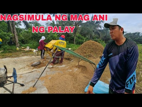 Pangalawang araw ng Pag aani ng Palay....Marami na ding nakuha naka 5 sako na kami...
