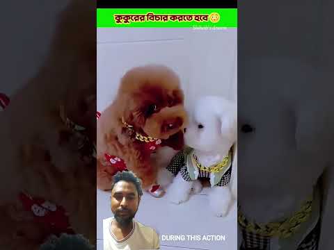 কুকুরের বিচার করতে হবে😱Survival Skills: SIMPLE andUSEFUL #bushcraft #1camping #outdoors
