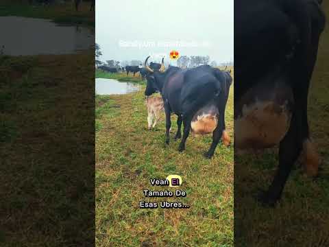 Vaca Balde Agujereado: da 54 litros y todavía sobra leche”