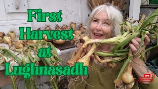 First Harvest at Lughnasadh