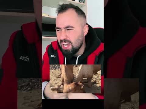 قصة وعبرة حقد الجمال وبق بقة الدجاج#قصة