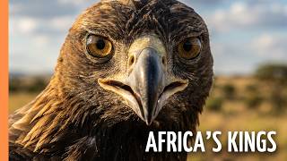 Wings Over Africa: The World's Most Extraordinary Birds