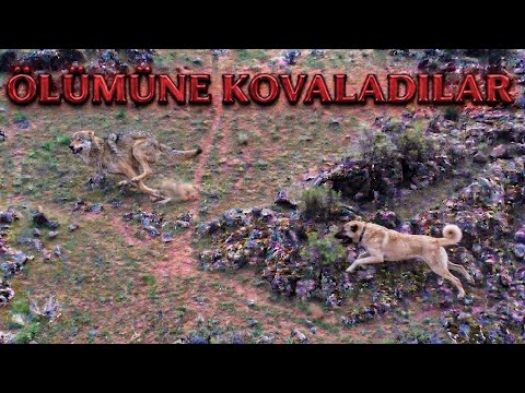 KURT SÜRÜYE GÜNDÜZ SALDIRDI - KÖPEKLER KUZUYU ELİNDEN ALDI