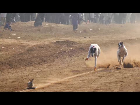 Dog race Greyhound dog racing