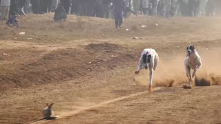 Dog race Greyhound dog racing