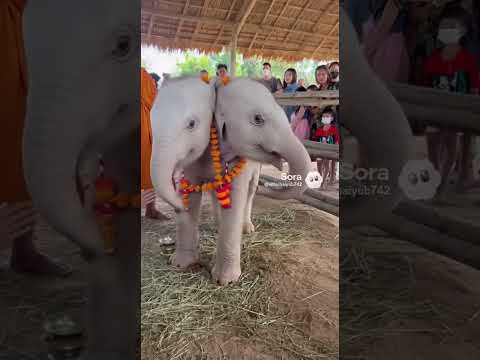 ช้างสองหัว