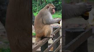 This is how Monkey eating banana