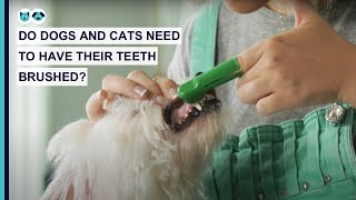 Do Dogs and Cats Need to Have Their Teeth Brushed? | Pet Dental Care Series