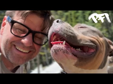 We Got A Bully Shop Dog! Let's Show Odin Colorado!