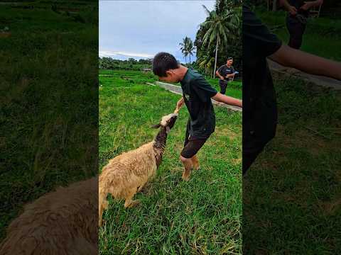 ngasih makan kambing #trendingshorts