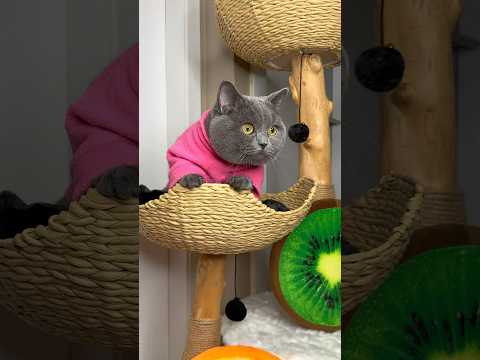 Mi gato quería ver pingüinos🐧