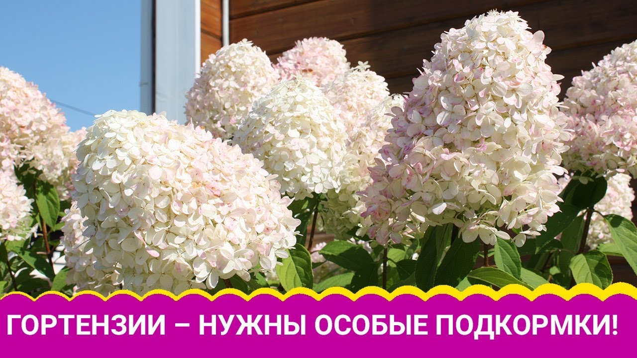 КРАСОТКИ- ГОРТЕНЗИИ ЛЮБЯТ ПОКИСЛЕЕ