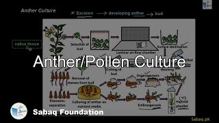Anther/Pollen Culture