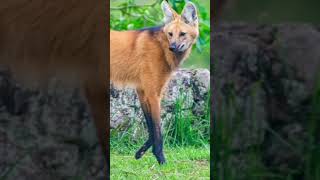 حیوانات عجیب پارت 2 😱😱اینچی گونی از حیوانات است#لایک_کامنت_سابسکرایب