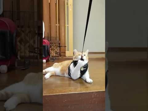 ハーネスを緩めてくれるまで散歩に行かない猫#元野良猫チャチャ #猫武将 #ネコ #ねこ #猫 #ゆるめにたのむ