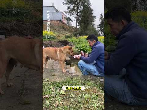 Aksi rahasia seekor anjing demi sang ayah yang tak dapat uang jajan