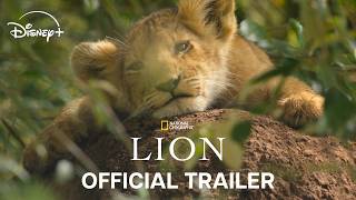 Lion | Official Trailer | National Geographic