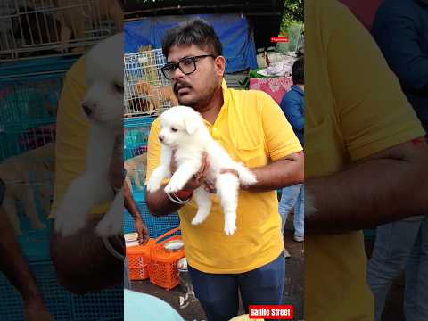 Pet Market Kolkata 😍/lowest price puppy dog/Gallif Street dogs #shorts #viral #dog #dogs #doglover