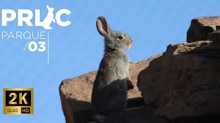 PRLIC (P3) ▪ Coelho-bravo ▪ Zona de Caça de Mértola (2K c/ AUDIO)
