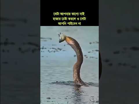 এটাই বাস্তব এবং এটাই সত্য😊😌 #viralvideo #viralshorts #tusan #tradingcommunity #foryoupageシforyou