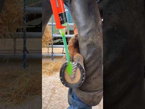 Satisfying hoof trim #satisfying #oddlysatisfying #asmr #farrier #horse