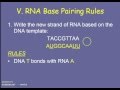 RNA and Protein Synthesis Concepts