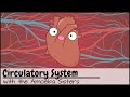 Understanding Heart Functions and Blood Circulation