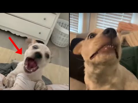 Deaf dog actually thinks she is barking ❤️