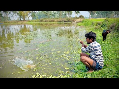 Best Fishing Video 🎣 traditional Hook Fishing ~ Catching Big Talapia Fish By Hook (Part-436)