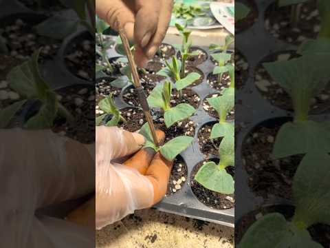Grafting Watermelon Onto Pumpkin Rootstock: A Step-by-Step Guide @HappyFarm85