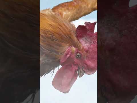 The Martial Arts Master Can't Even Beat A Chicken！#3D Animation #vfxhd#shorts