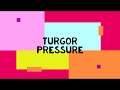 Understanding Turgor Pressure in Plant Cells