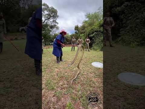 Brave lady catches massive COBRA  #animal #snake #dangeroussnakes #naja #साँप #nyoka