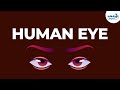 Human Eye Anatomy and Function