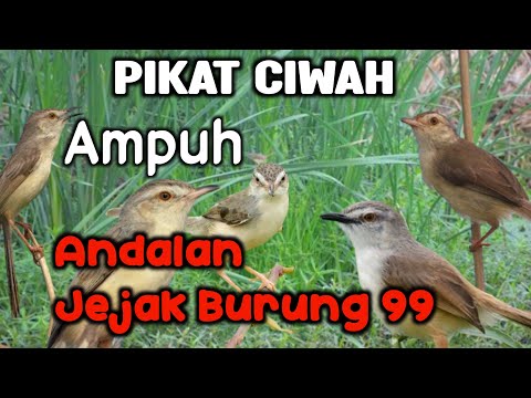 Mp3 pikat ciwah/prenjak sawah paling ampuh andalan Jejak burung 99 ❗
