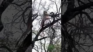 Epic Leopard Hoist Caught On Camera!