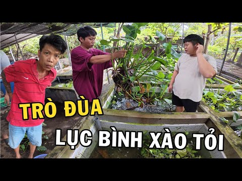 Trò đùa vớt Lục Bình của Anh Nhí Betta Xào Tỏi đãi ku Tiến Béo