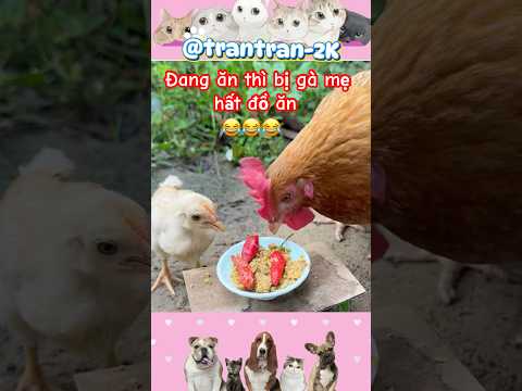 Gà con đang ăn ngon thì bị hất đồ ăn. #shortvideo #pets #funny #cute #gacon