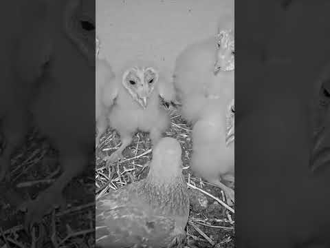 Short: barn owl nestings confused as pigeons lay eggs next to them, wait to see what happened
