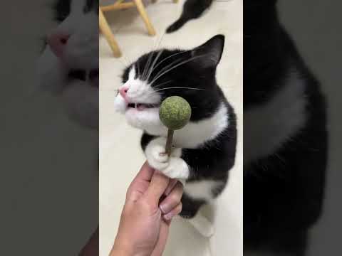 Are there any cats that "transform" after eating catnip, just like my cat?#cat #catsoftiktok