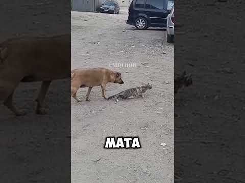 lucu saling incar mengincar