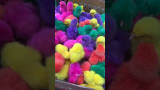 Don't buy colourful baby hen 😨 || #shorts