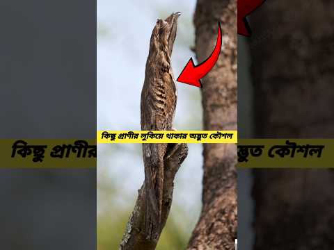 "প্রকৃতির মাস্টার অফ ক্যামোফ্লাজ: লুকিয়ে থাকা আশ্চর্য প্রাণী" Knowledge is power//