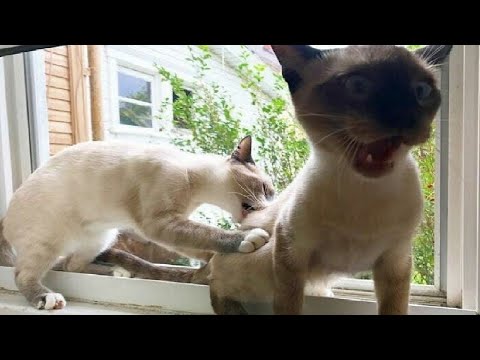 Try Not To Laugh 😅 Funniest Cats and Dogs 😄 Funniest Animals part 4