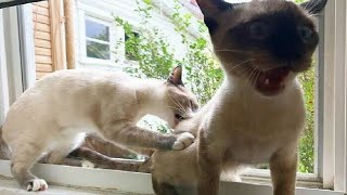 Try Not To Laugh 😅 Funniest Cats and Dogs 😄 Funniest Animals part 4