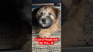 A Lot of People Ask Me This 🐶 @TheJessiiShow