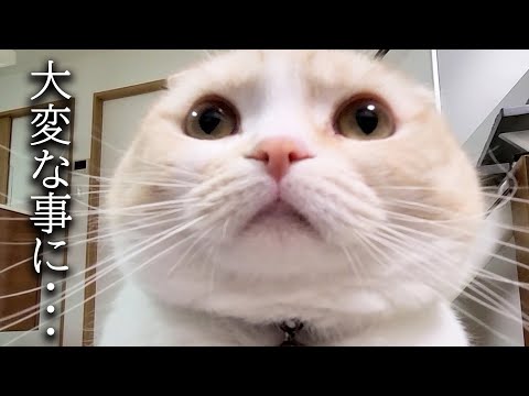 巨大迷路にチャレンジした結果犬と猫のリアクションが100点すぎた...