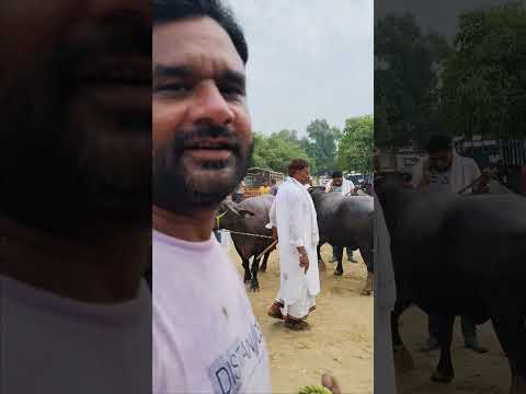 जिला हापुड़ की पशुहाट सबसे छोटी || The smallest cattle market of Hapur district.